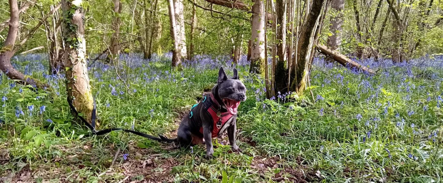 The Continuing Support Thread for Anyone Trying to Lead an Alcohol-Free Life Spring into Summer 2026