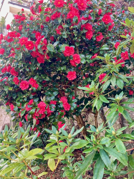 What can I plant in this spot?