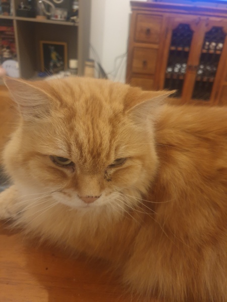 Is my cat a toddler in disguise?