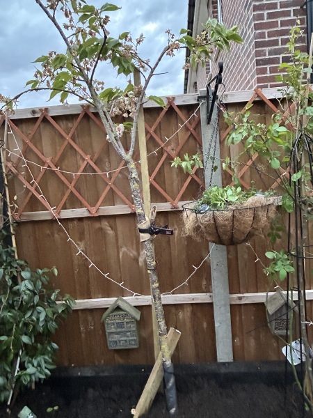 What have you done in the garden today? Part 8