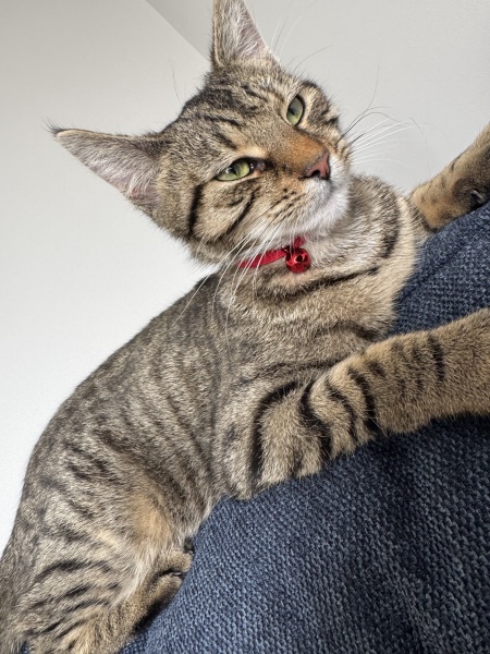 Meet our lovely new cat