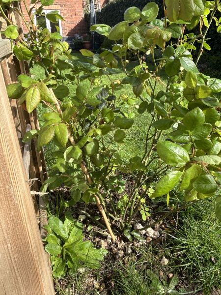 Training / pruning climbing rose