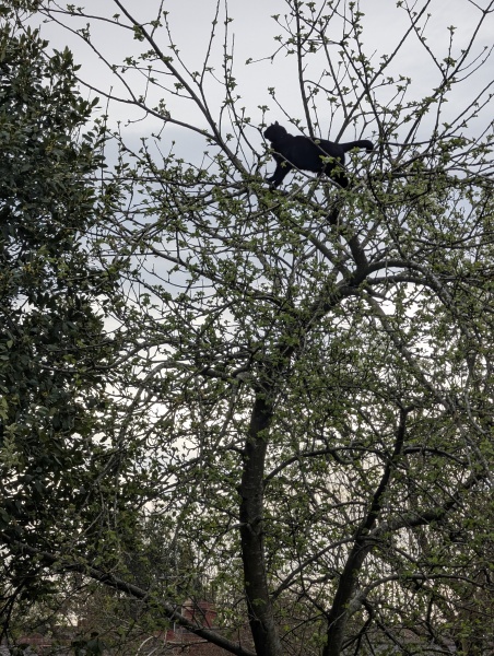 Carry On Catting - the Excellent Cats do what they do best