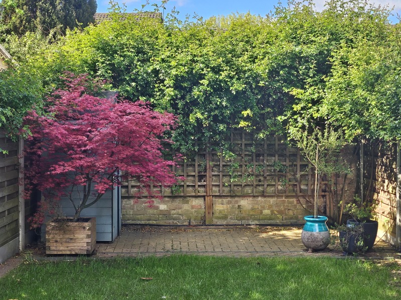 Replanning trees in border