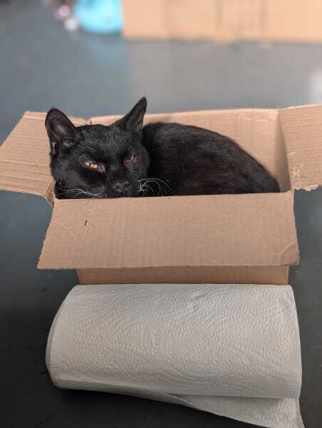 Carry On Catting - the Excellent Cats do what they do best