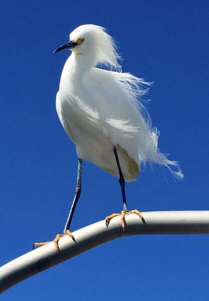 MAFSAUS #16 No Spoilers!!! Bring your bird photos and paintings as the onscreen drama is losing its’ appeal…