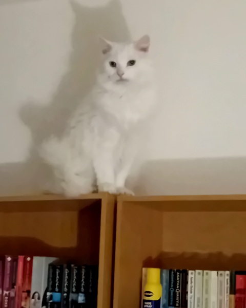 Carry On Catting - the Excellent Cats do what they do best