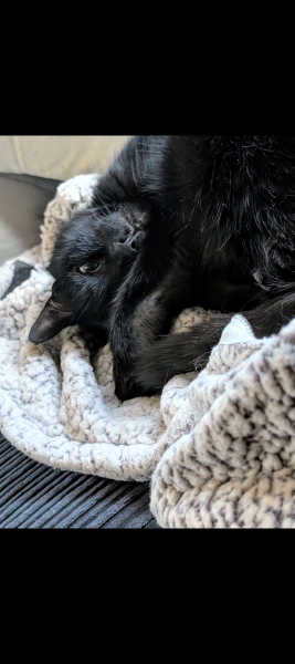 Said goodbye to my sweet boy today and I'm not OK