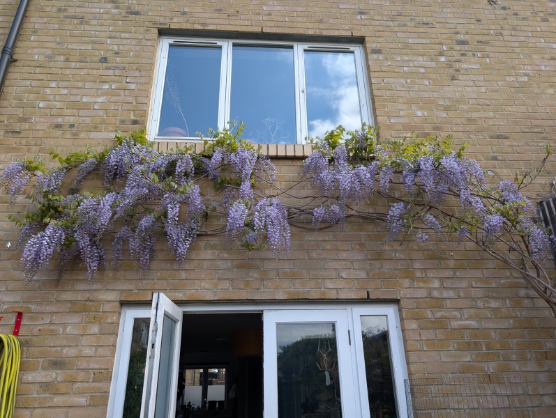 How's your wisteria doing? Or what are you proud of in the garden today?