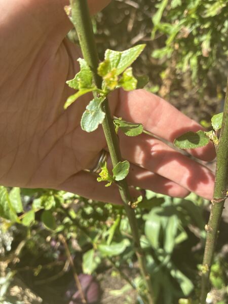 Is this a plum tree?