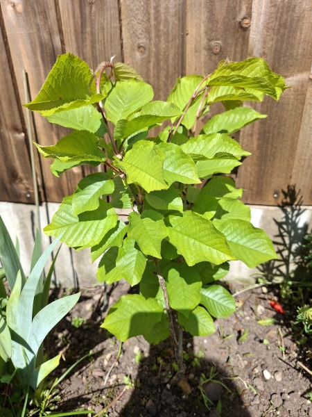 Can anyone identify this plant from my garden?