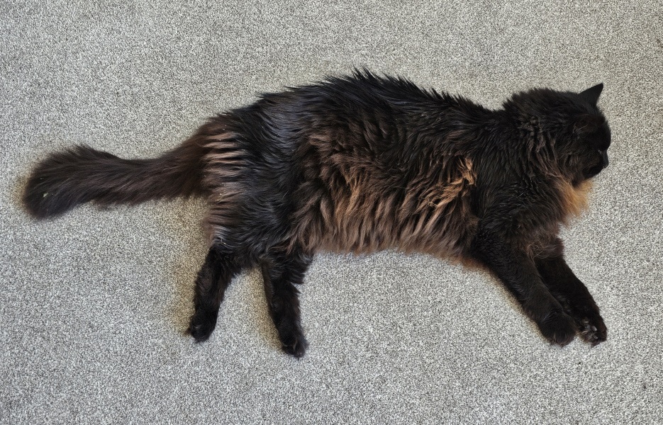Carry On Catting - the Excellent Cats do what they do best