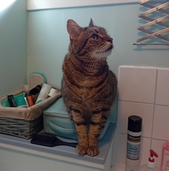 New bf cat sit down- would this annoy you?