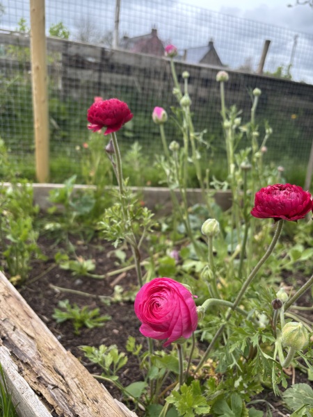 2026 Allotmenteers - have we lost the plot?!