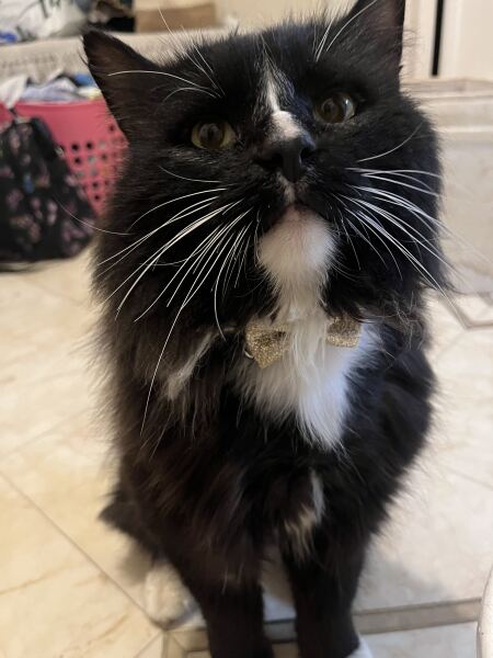 Neglected? cat