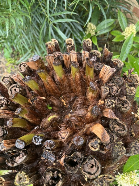 Dicksonia Antartica - does this look ok?