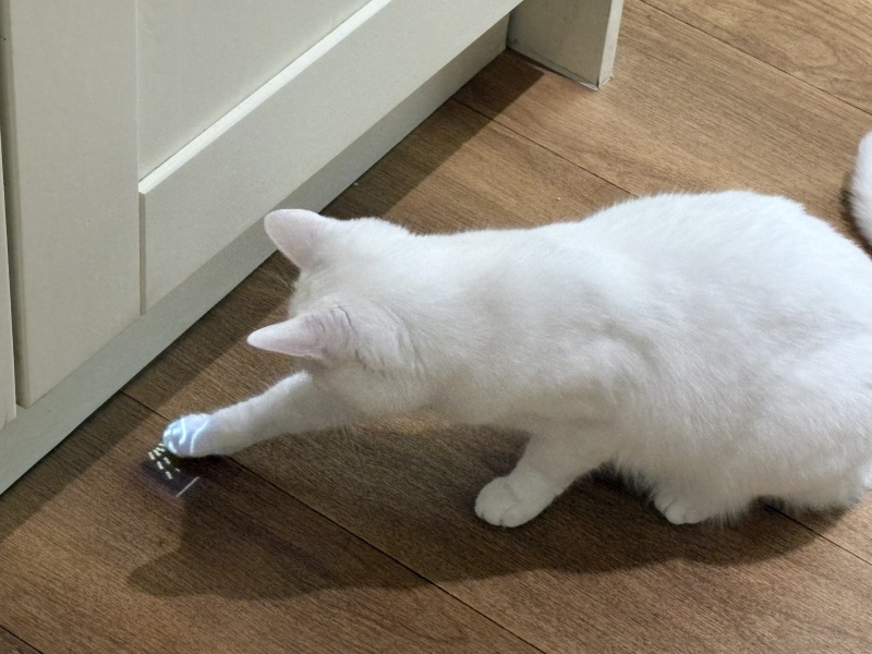 Please tell me you also have cats that completely fail at catting 🙀