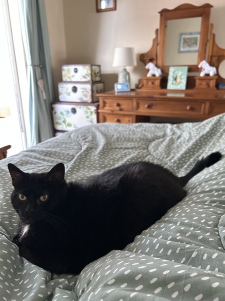 Hills Z/D wet food
