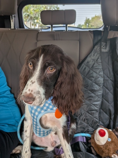 Rescue 10 month old Springer
