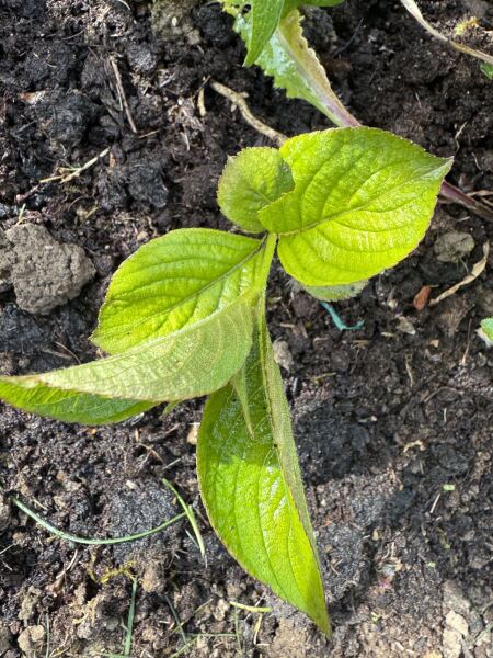 Is this Dogwood?
