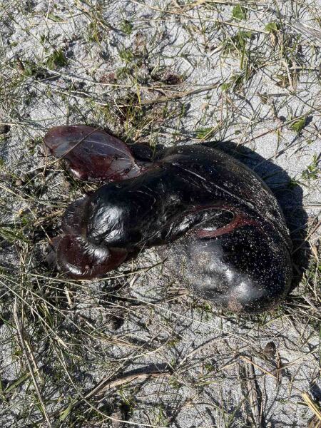 What the heck is this??