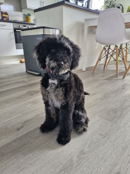 Is there a new puppy survival thread?