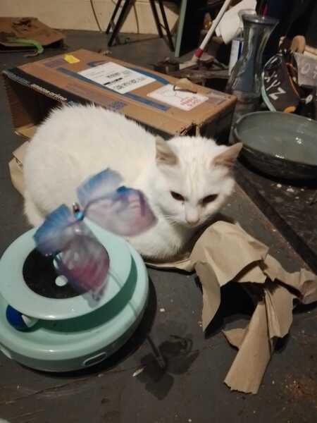 Carry On Catting - the Excellent Cats do what they do best