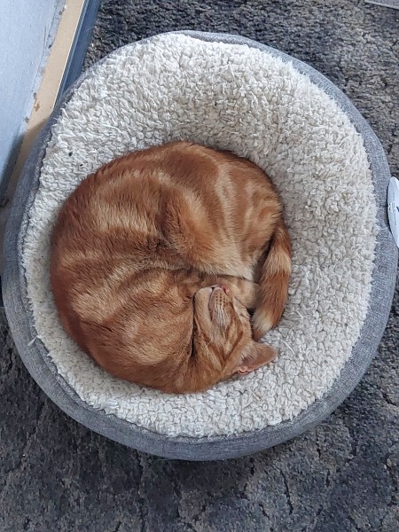 Thread 46 Starmer: Meloj kaj kastoroj sur monbiletoj, arbaro de kolero