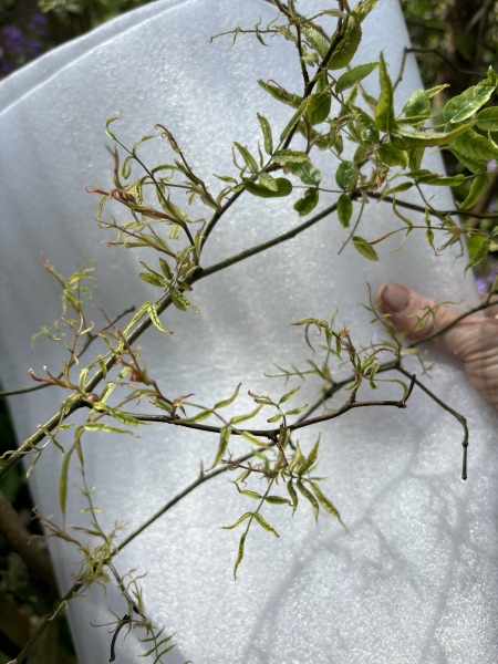 What is eating my poor rose?