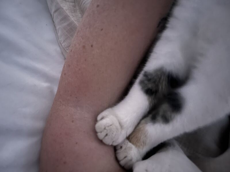 New tiny kitten