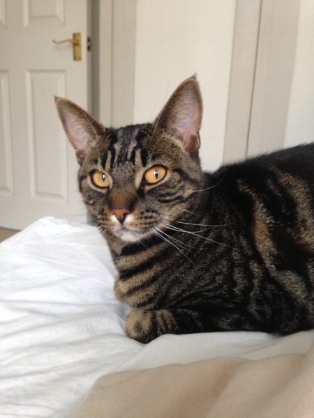 Are rescue centres reluctant to rehome cats to families with young children?