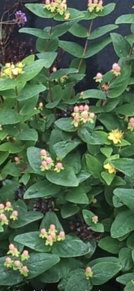 Can anyone identify this plant for me?