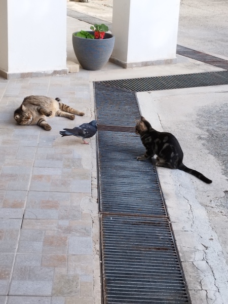 Please tell me you also have cats that completely fail at catting 🙀