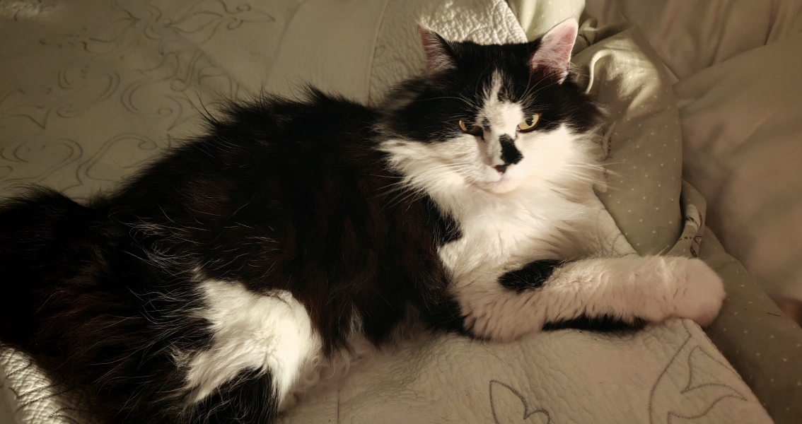 MAFSAUS #16 No Spoilers!!! Bring your bird photos and paintings as the onscreen drama is losing its’ appeal…