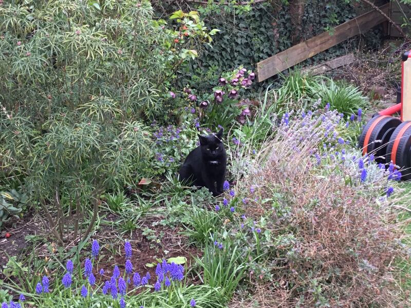 AIBU to ask if our home is suitable for a cat?