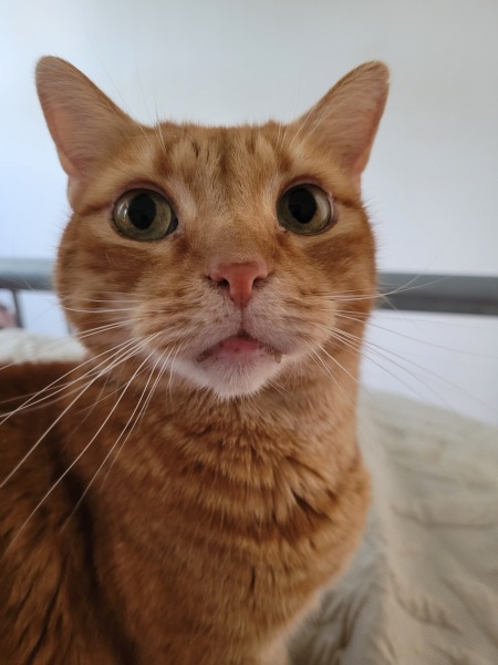 Cats’ brains - so weird