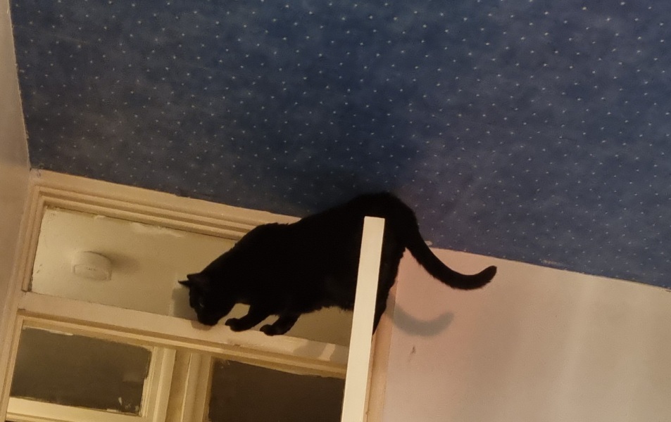 What has your cat done to annoy you today?