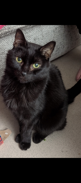 Said goodbye to my sweet boy today and I'm not OK