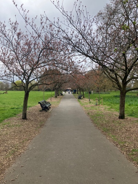 Where’s the best place in London to see cherry tree blossom today ?
