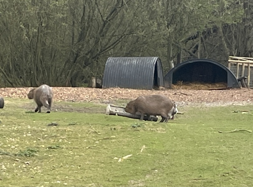 The Bluestocking: To the moon and back gerbil style.