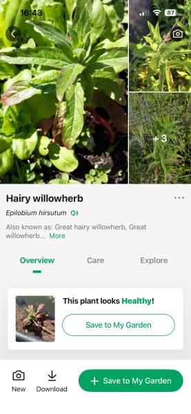 Pond plant identification