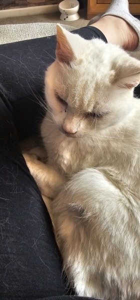 What has your cat done to annoy you today?