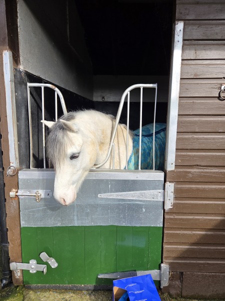 Best places to sell a pony?