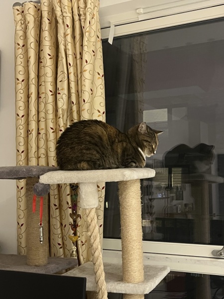 Carry On Catting - the Excellent Cats do what they do best