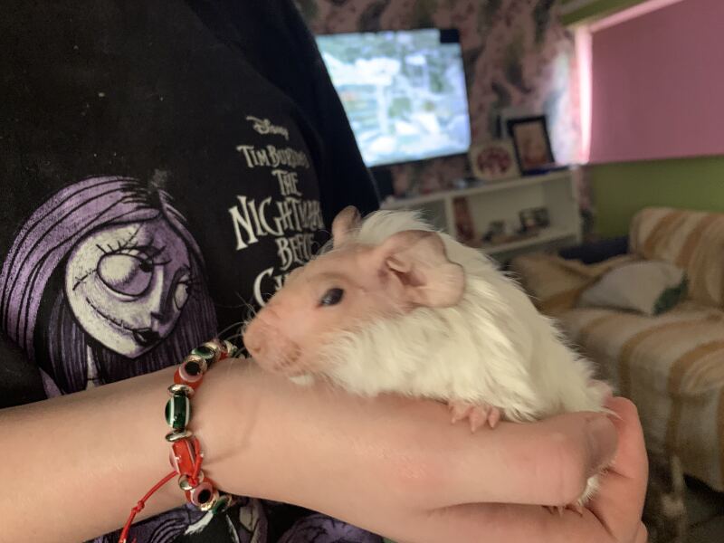 Rabbits or Guinea pigs