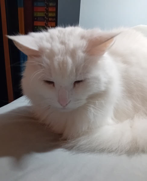 New bf cat sit down- would this annoy you?