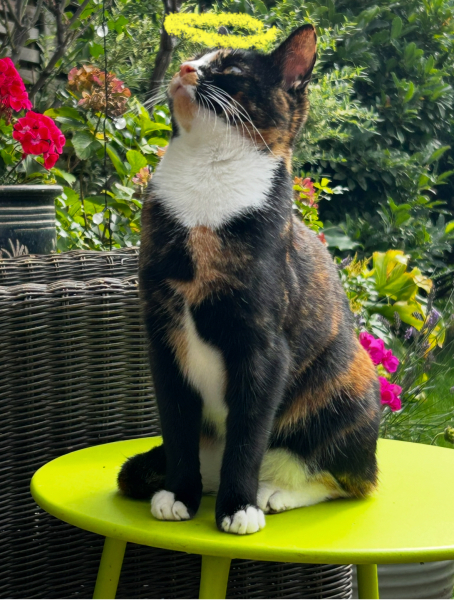 Woolly Hugs. A blanket for lovely wafflenose who has tragically lost her daughter. Can you help us please?