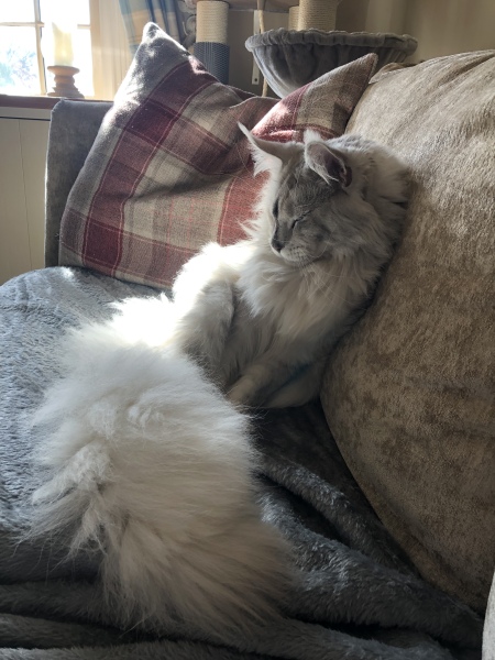 Is my cat a toddler in disguise?