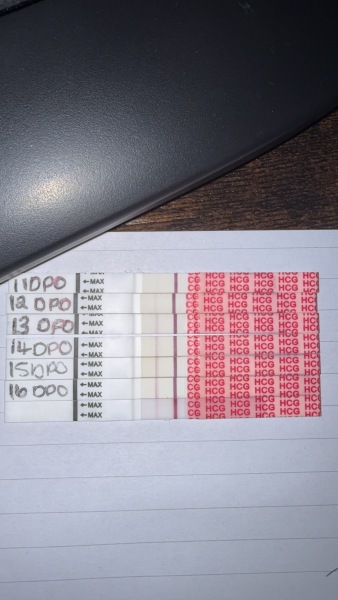 Line progression 17DPO pregnancy after loss.