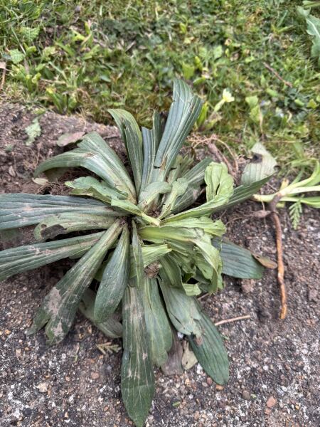 Is this a weed?